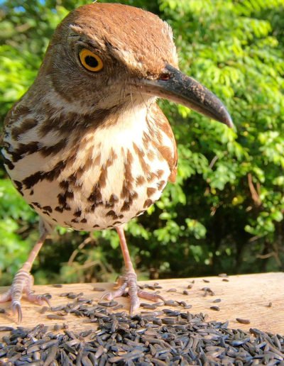 Brown Thrasher
