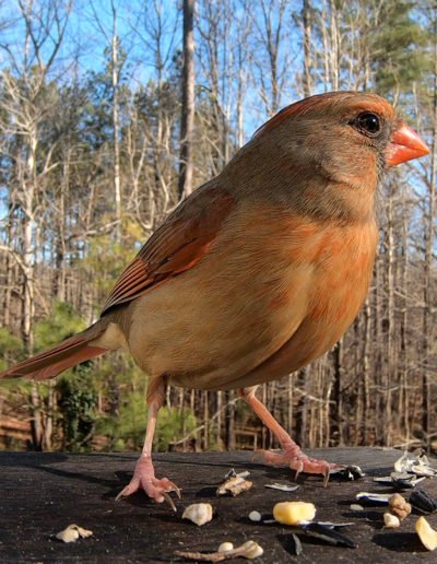 Female Northern Cardinal