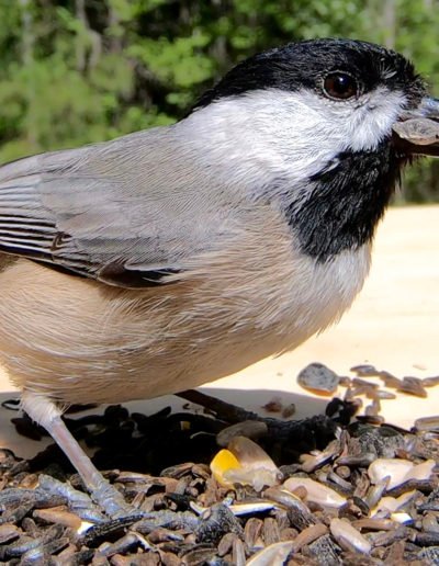 Carolina Chickadee