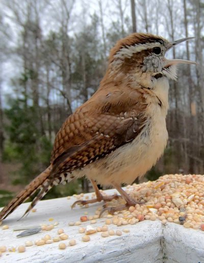 Carolina Wren