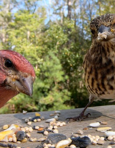 Purple Finches