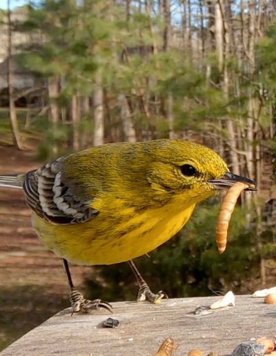Pine Warbler
