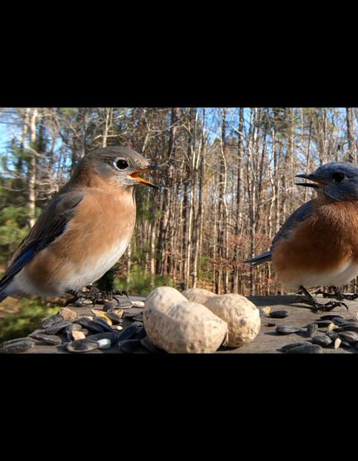 Eastern Bluebird