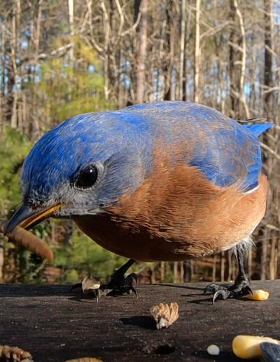 Male Eastern Bluebird