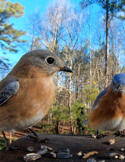 Female and Male Eastern Bluebird