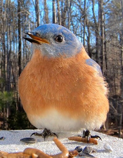 Male Eastern Bluebird