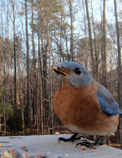 Male Eastern Bluebird