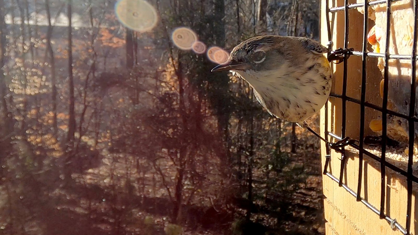 Yellow-rumped Warbler on Suet Feeder