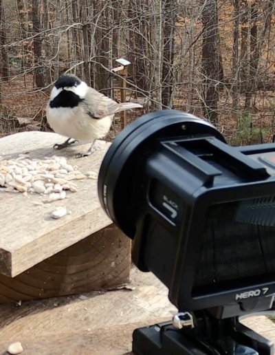 GoPro Close-up Carolina Chickadee