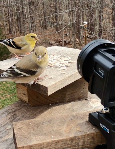 GoPro Close-up American Goldfinch