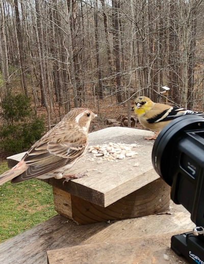 GoPro Close-up Purple Finch and American Goldfinch