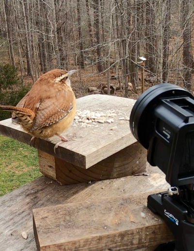 GoPro Close-up Carolina Wren