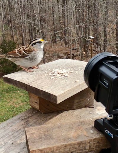 GoPro Close-up White-throated Sparrow