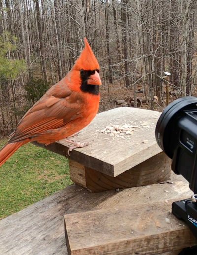 GoPro Close-up Northern Cardinal