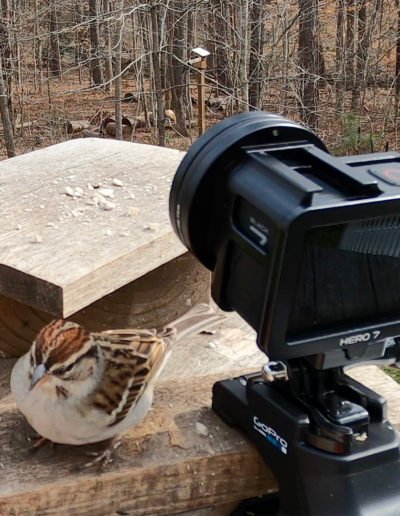 GoPro Close-up Chipping Sparrow