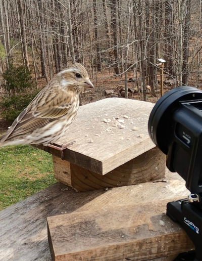 GoPro Close-up Purple Finch