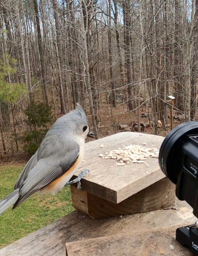 GoPro Close-up Tufted Titmouse