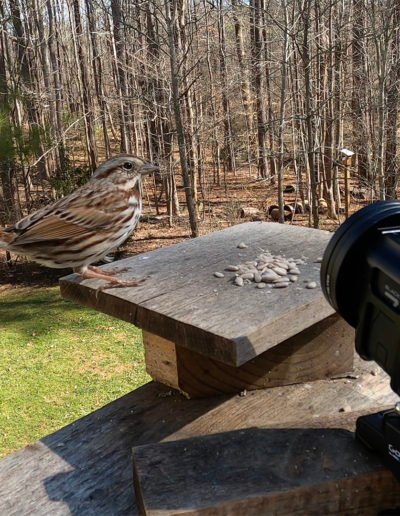GoPro Close-up Song Sparrow