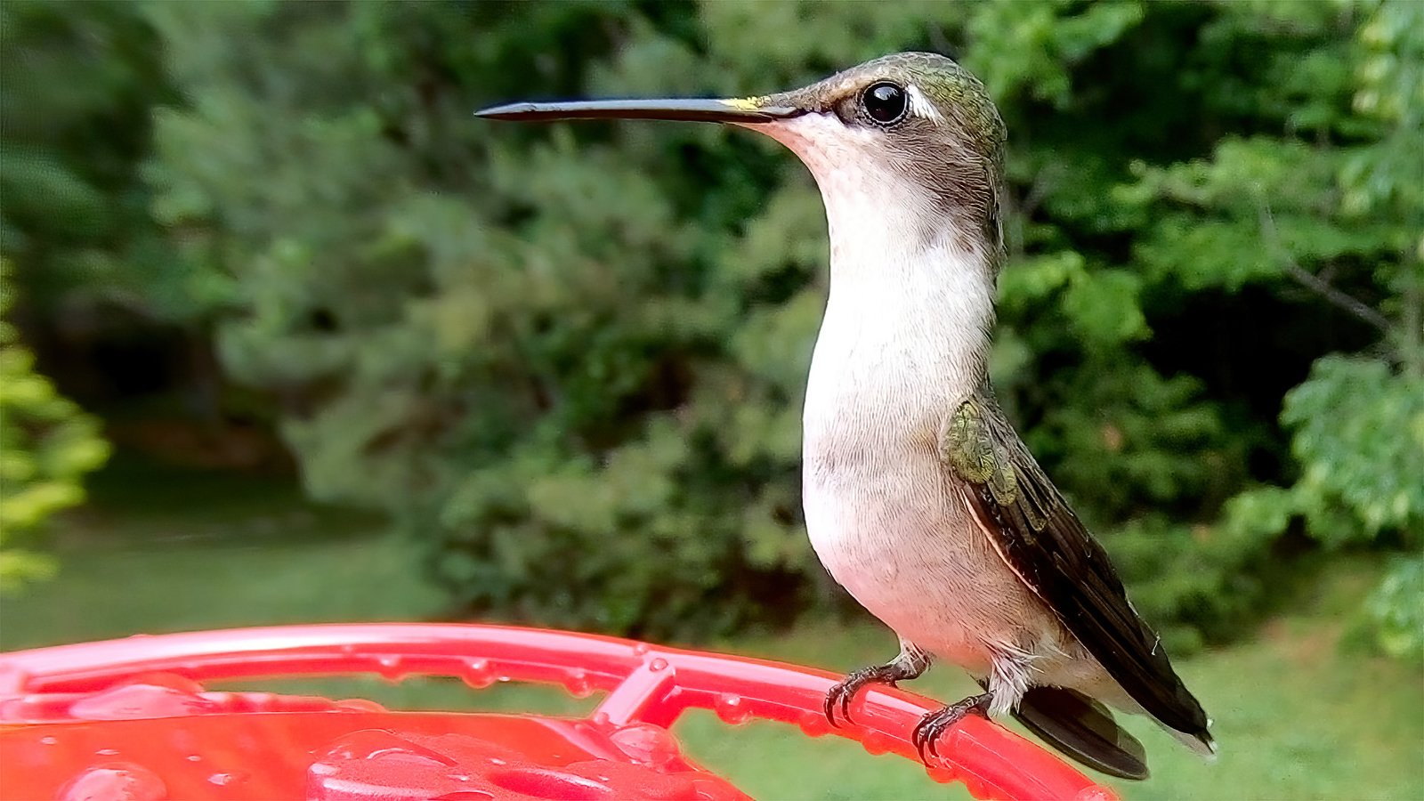 Female Ruby-throated Hummingbird